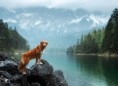 /album/quinto-varios/h-416-perro-explorador-jpg/